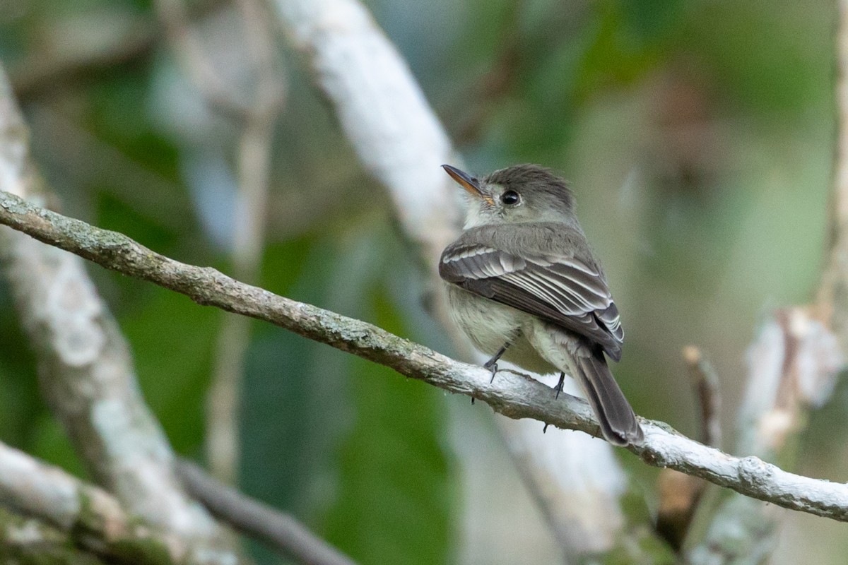 Northern Tropical Pewee - Louis Bevier