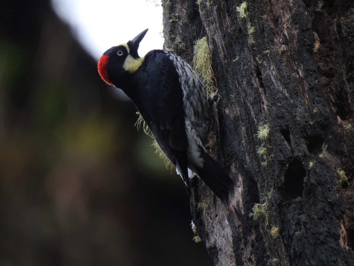 Acorn Woodpecker - ML151385561