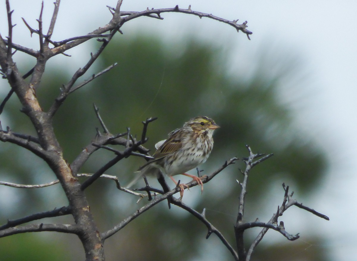 Savannah Sparrow - ML151385661