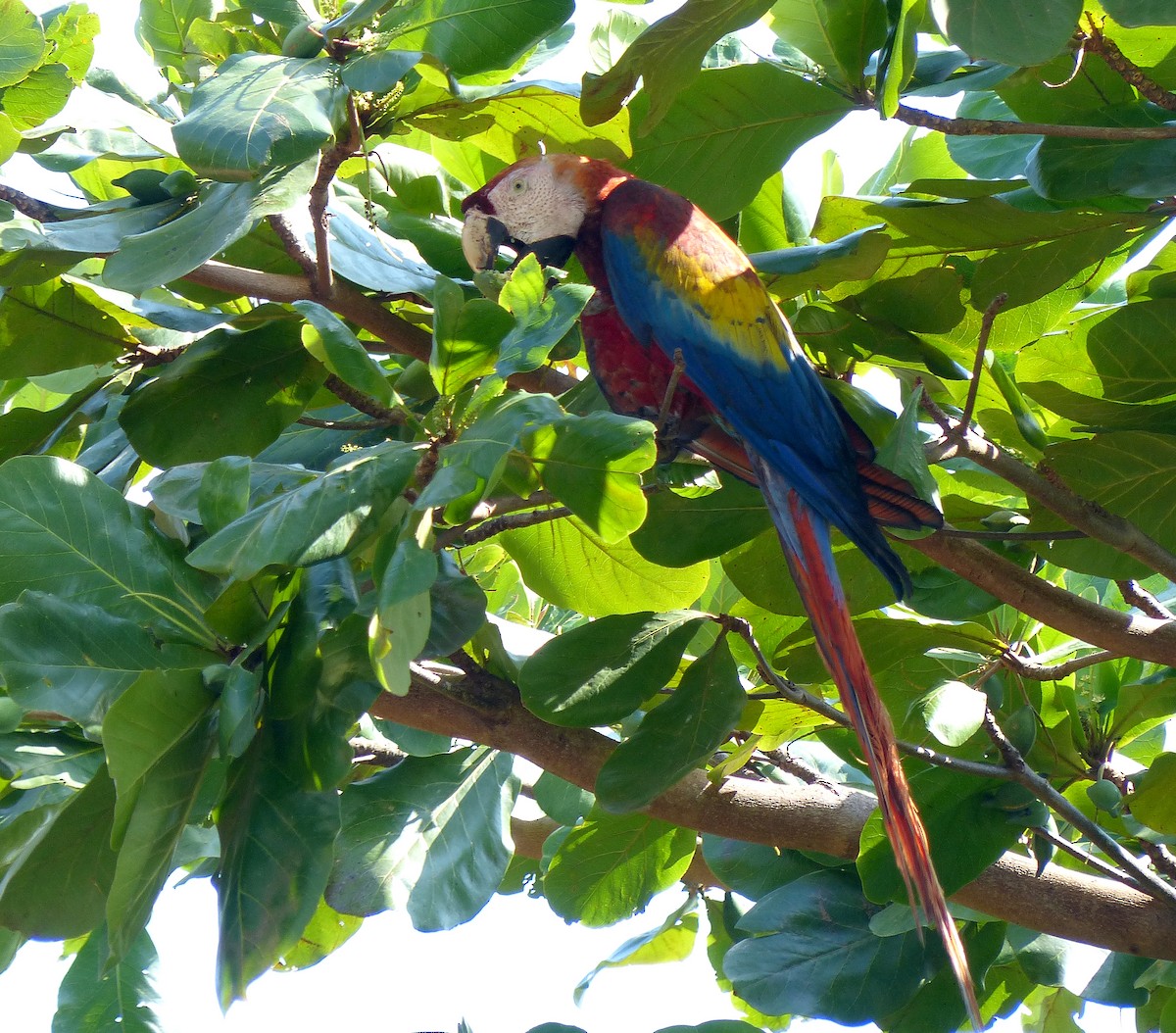 Scarlet Macaw - Garvin Filbert