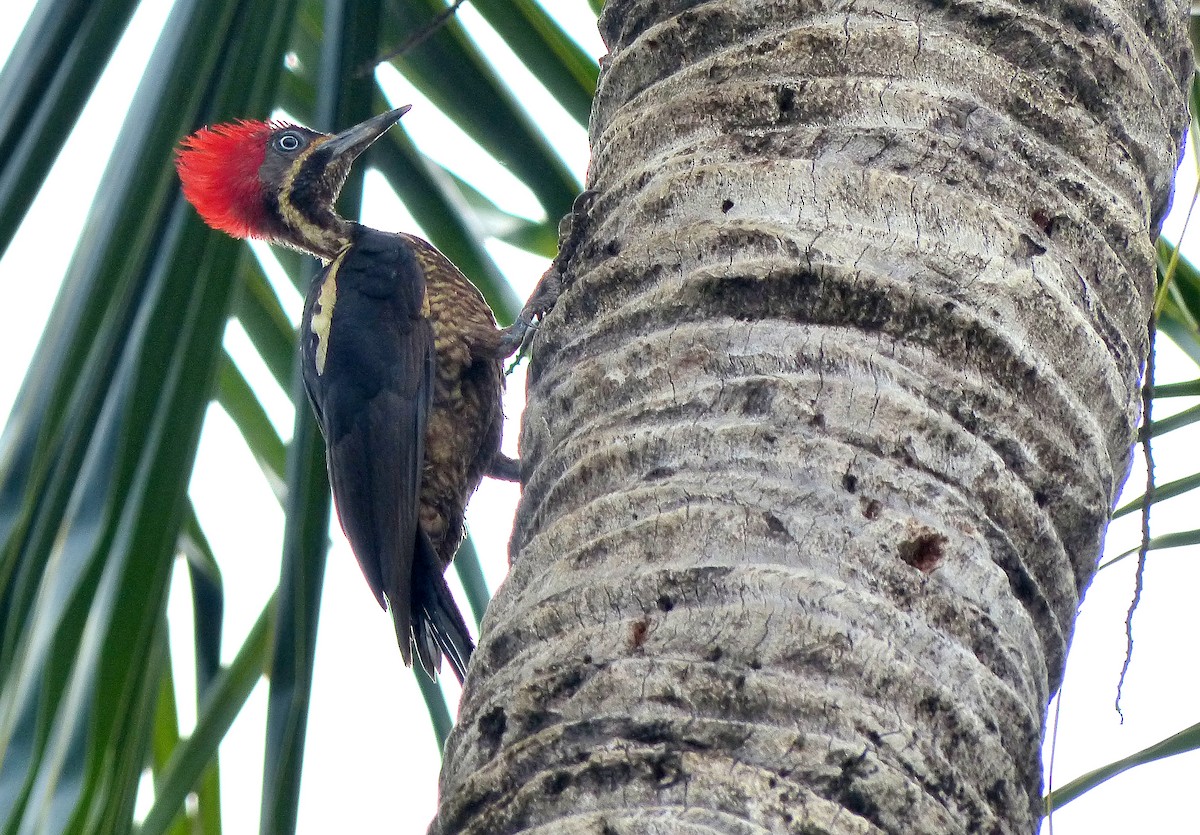 Lineated Woodpecker - Garvin Filbert