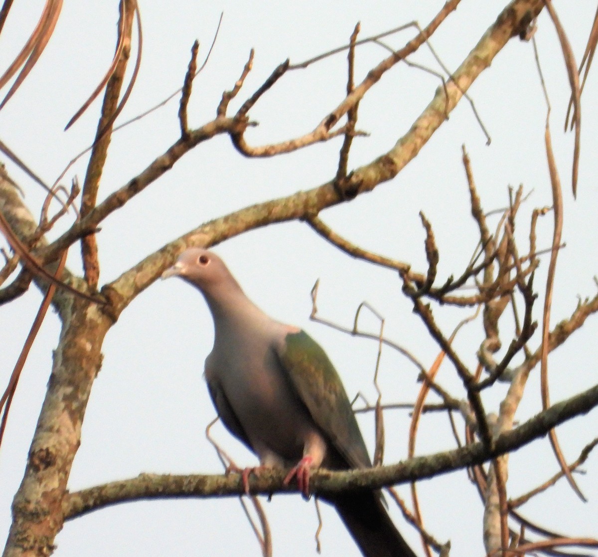 Green Imperial-Pigeon - Kalpesh Gaitonde