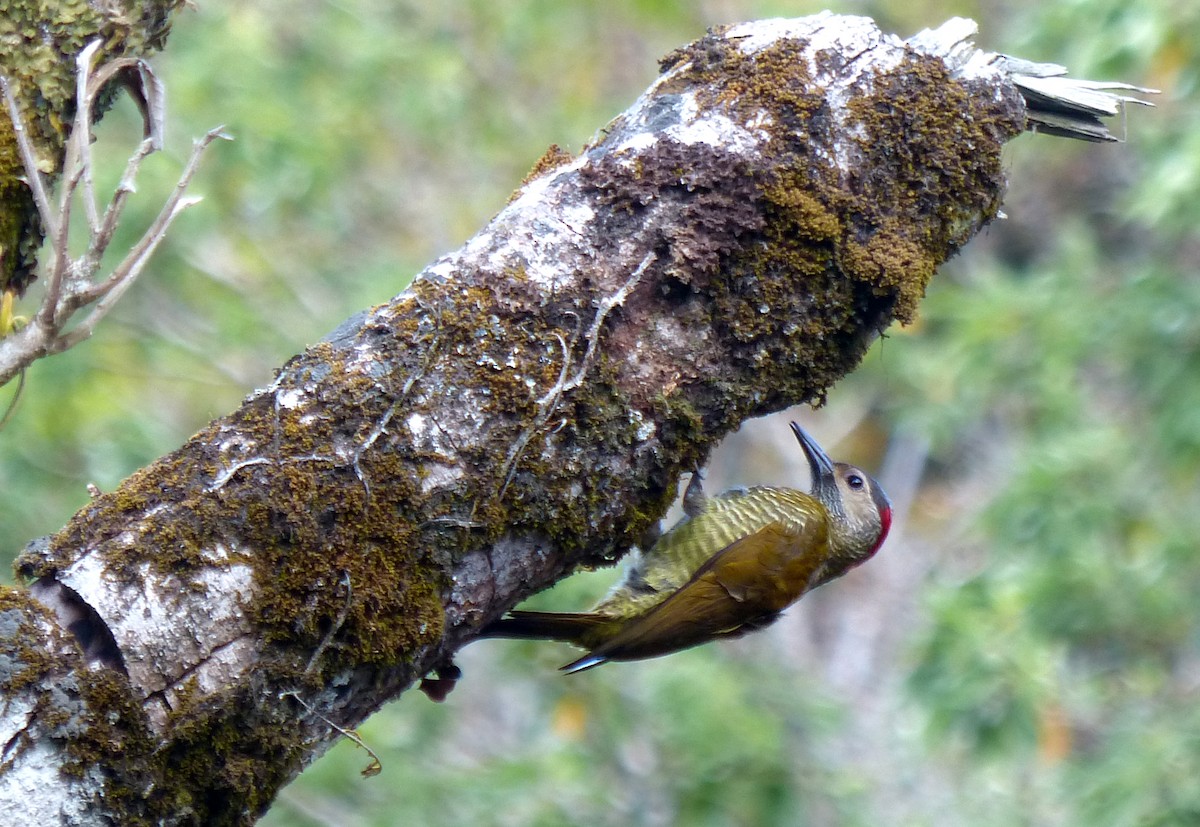 Golden-olive Woodpecker - Garvin Filbert
