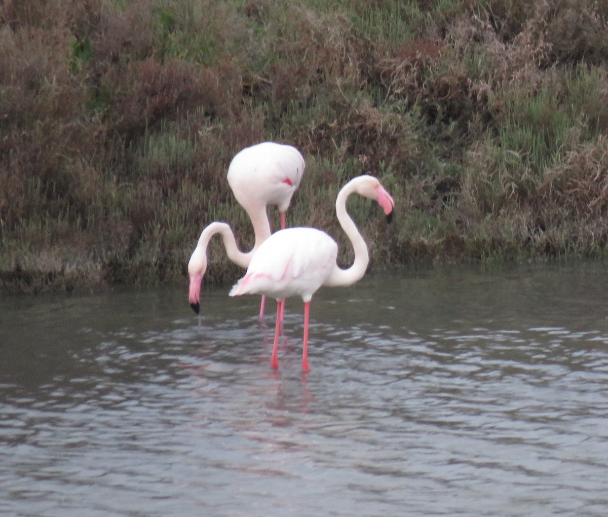 Greater Flamingo - Robin Gurule
