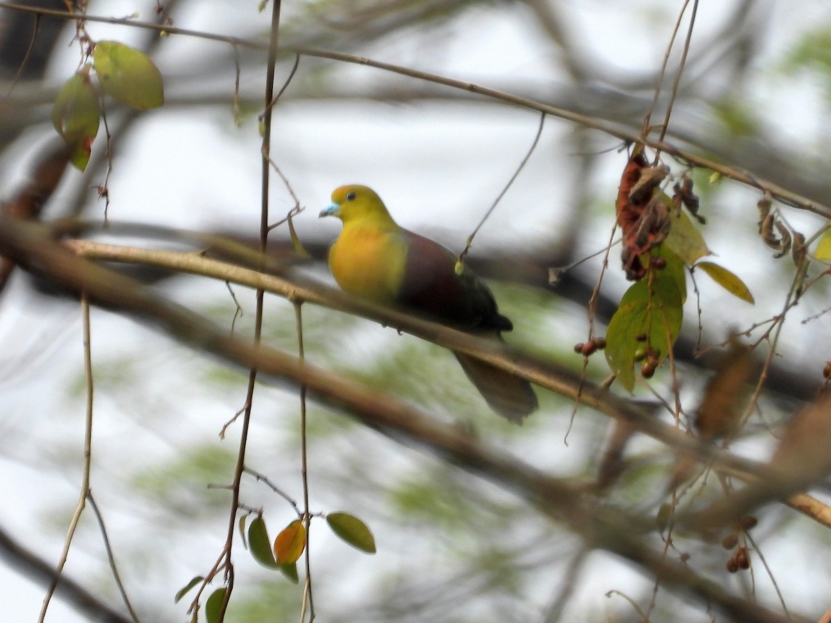 Wedge-tailed Green-Pigeon - ML151389471