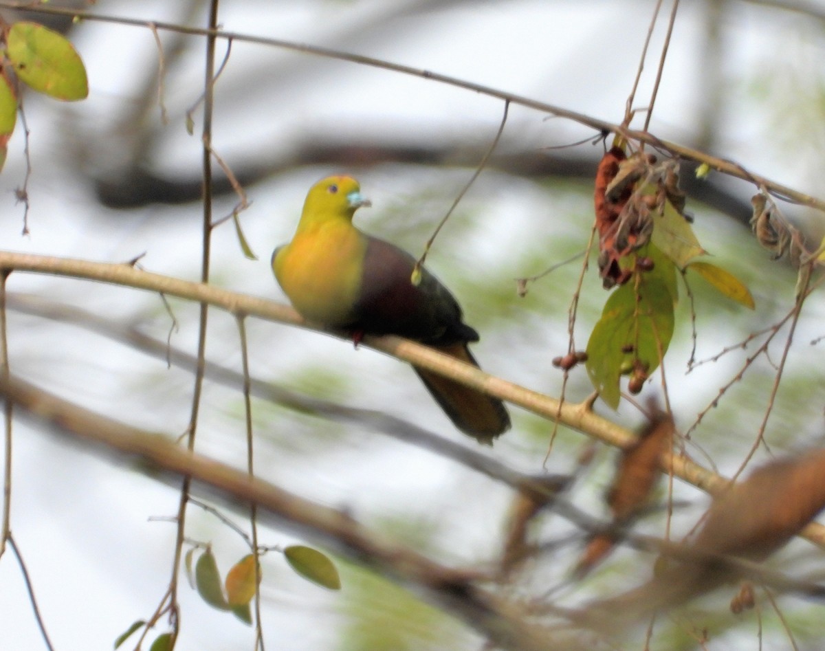 Wedge-tailed Green-Pigeon - ML151389501