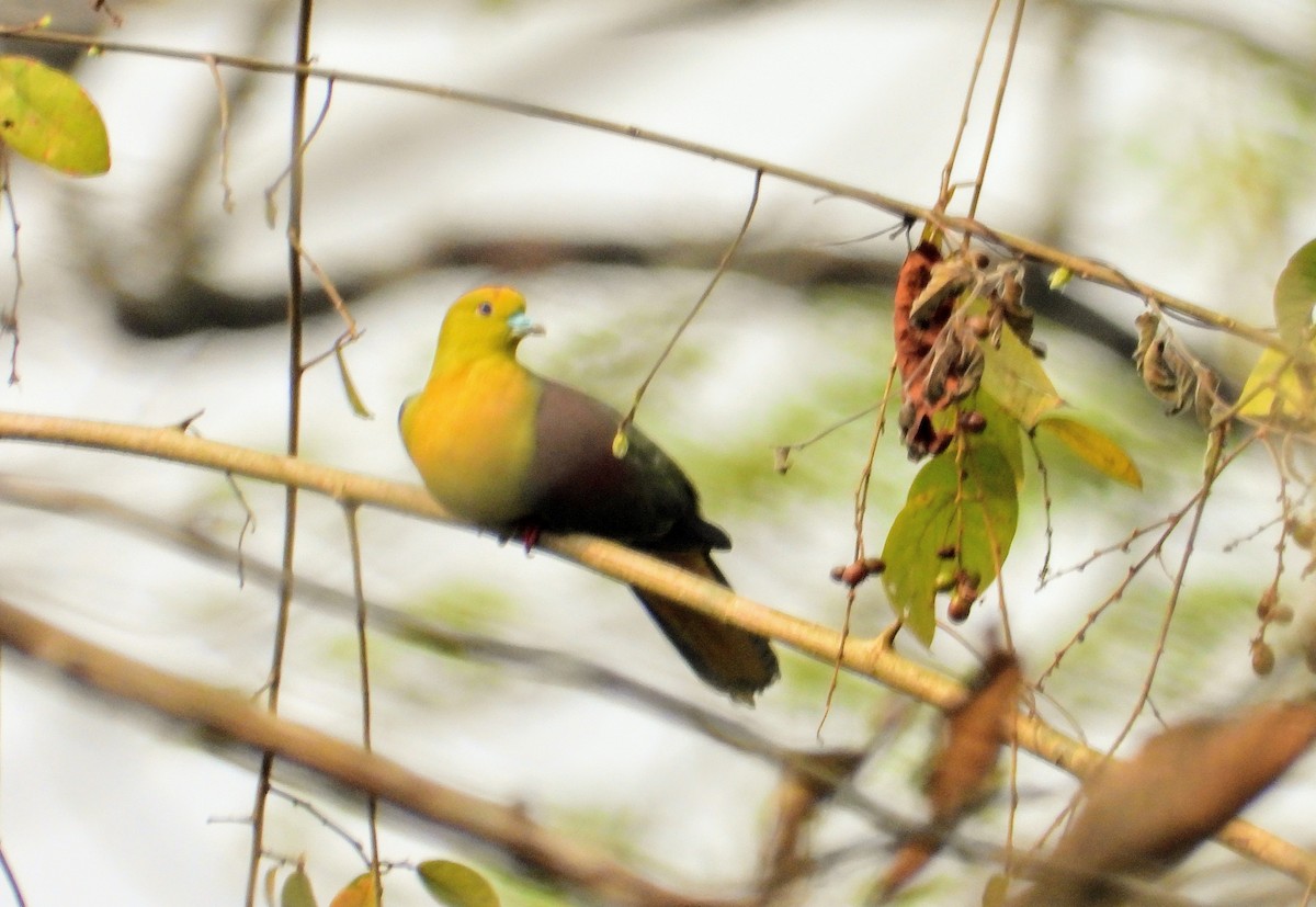 Wedge-tailed Green-Pigeon - ML151389531