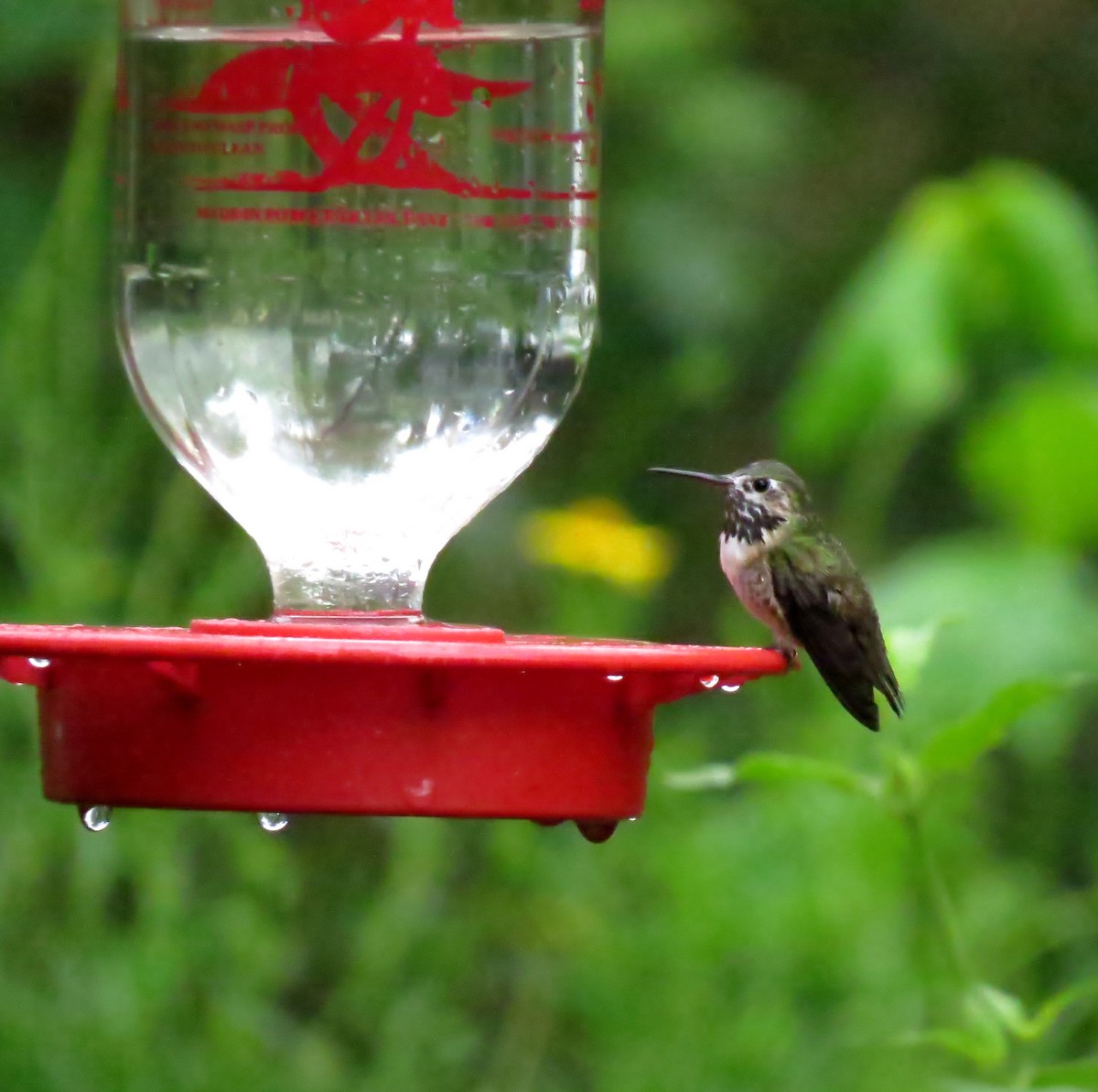 Calliope Hummingbird - ML151389871