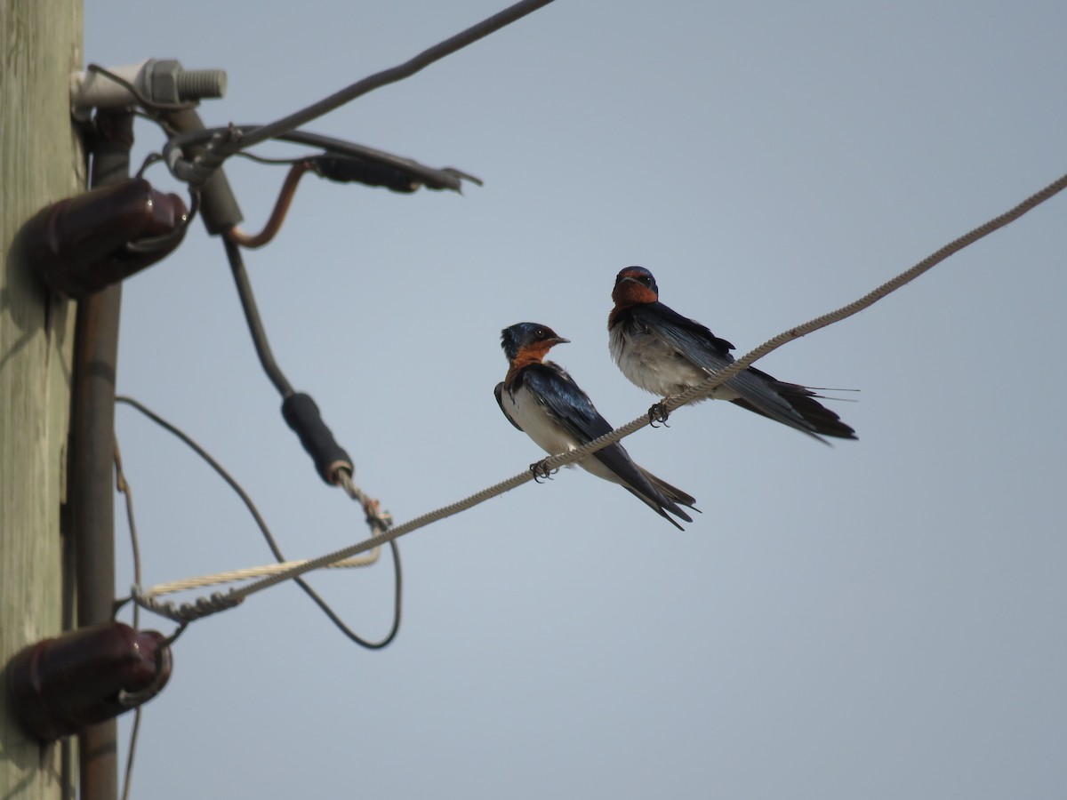 Red-chested Swallow - ML151390721