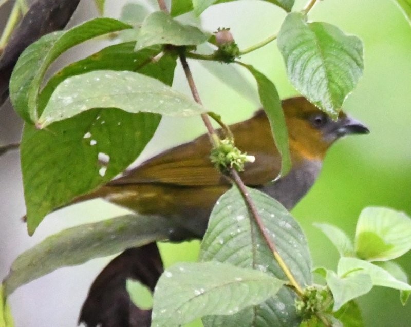 Yellow-throated Chlorospingus - Ragupathy Kannan