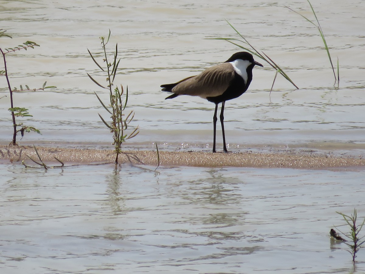 Spur-winged Lapwing - ML151392231