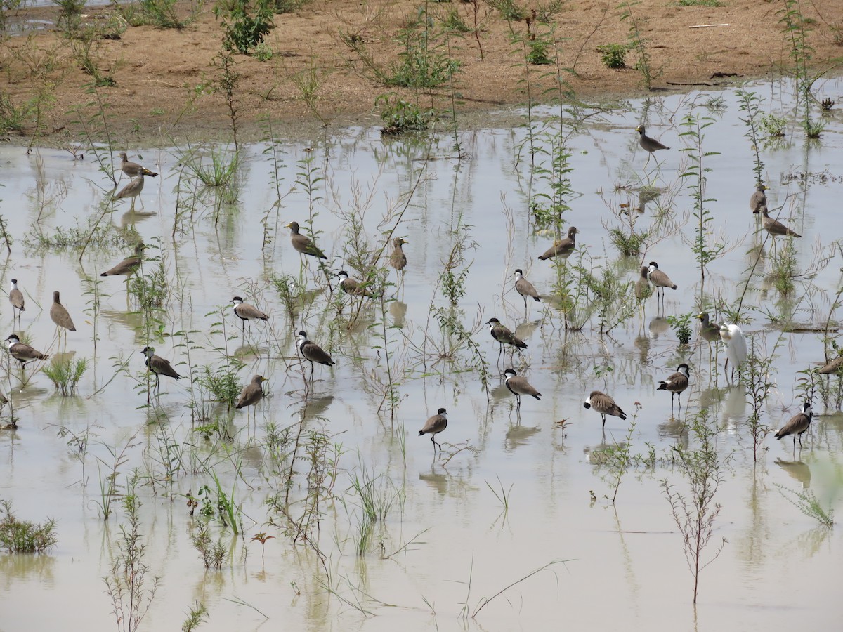Spur-winged Lapwing - ML151392251