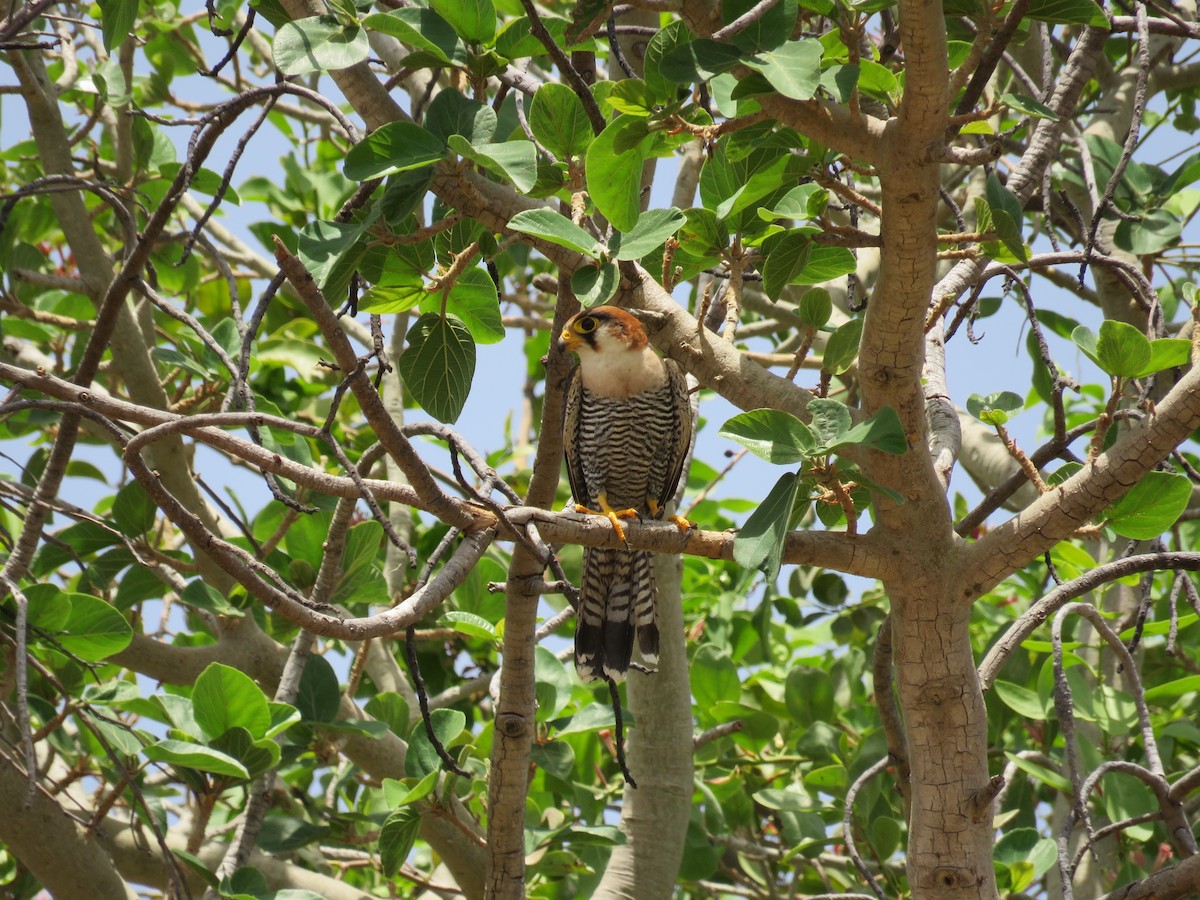 Red-necked Falcon - ML151392381
