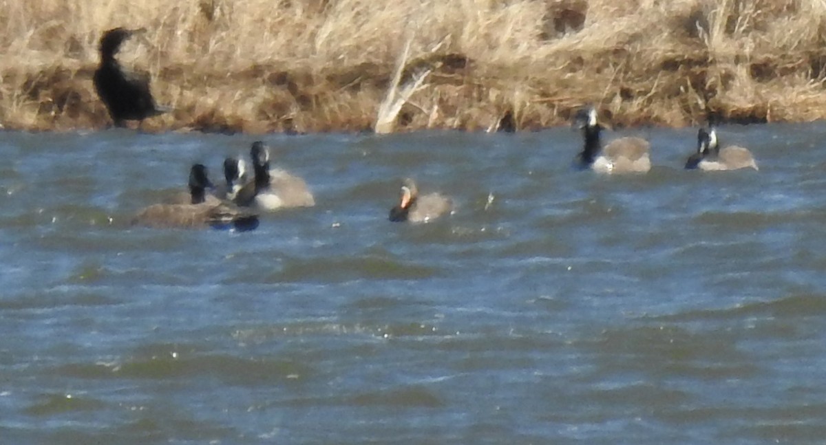 Greater White-fronted Goose (Greenland) - ML151392891