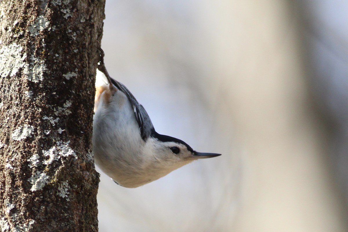 White-breasted Nuthatch - Charlotte Farrell
