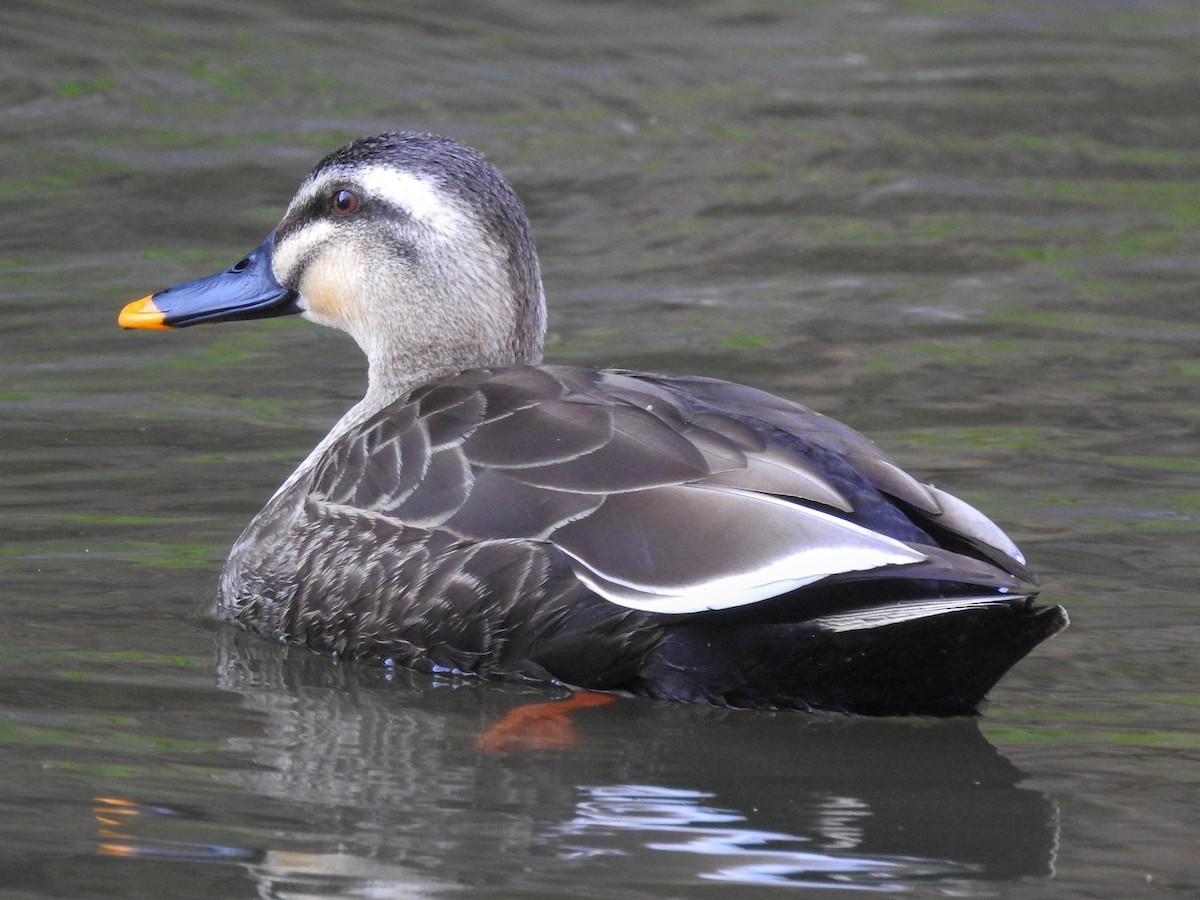 Eastern Spot-billed Duck - ML151393121