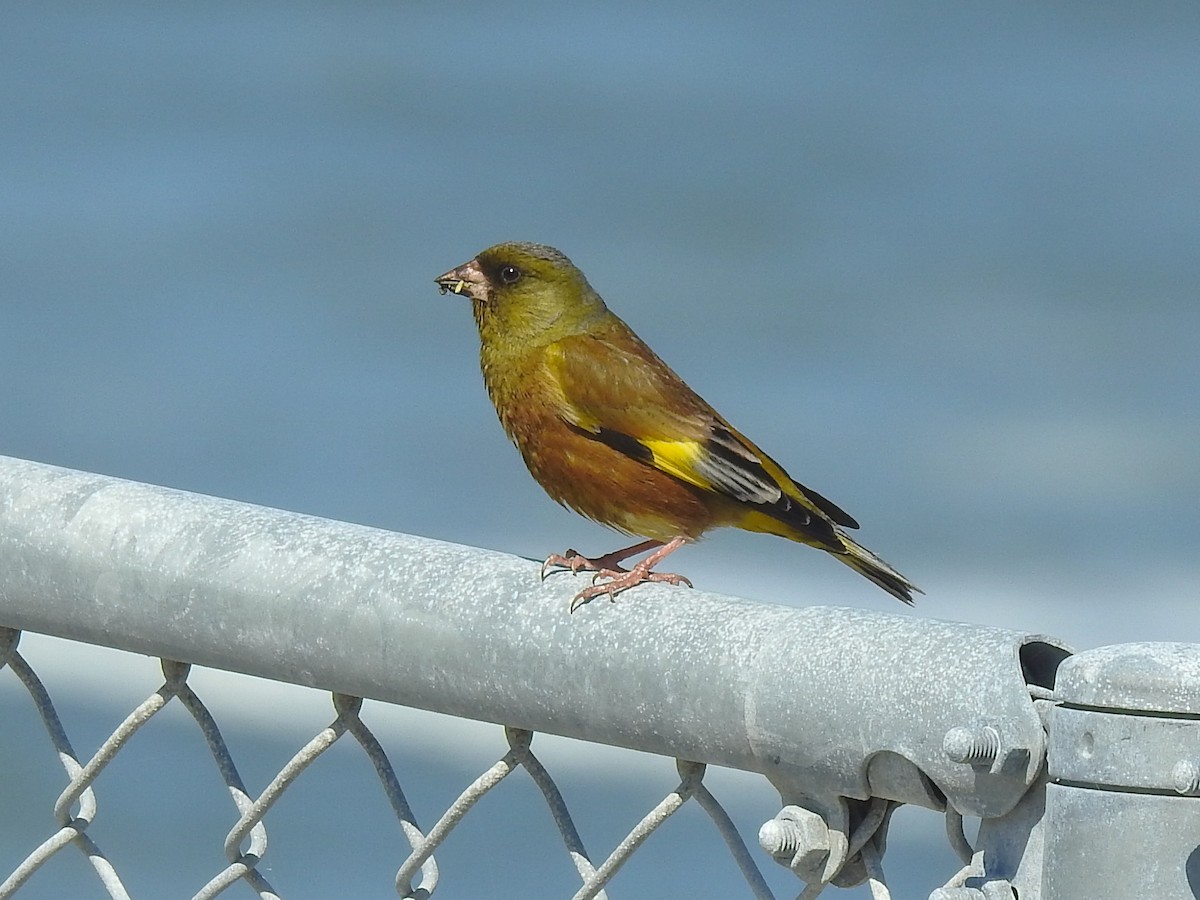 Oriental Greenfinch - Anonymous