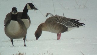Pink-footed Goose, ML151393751