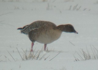 Pink-footed Goose, ML151393761