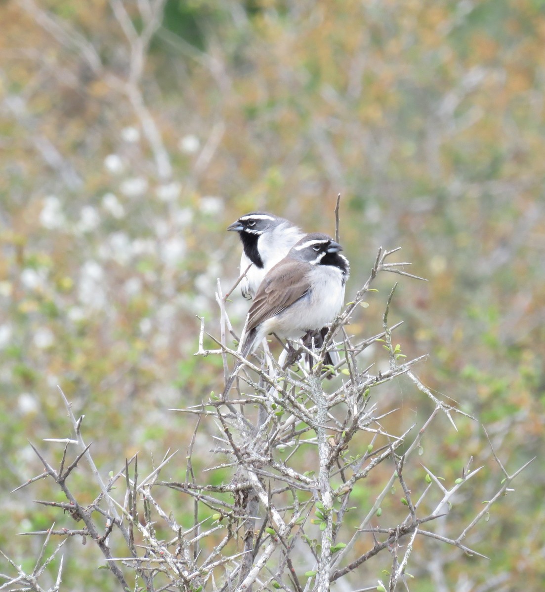 Black-throated Sparrow - ML151394681