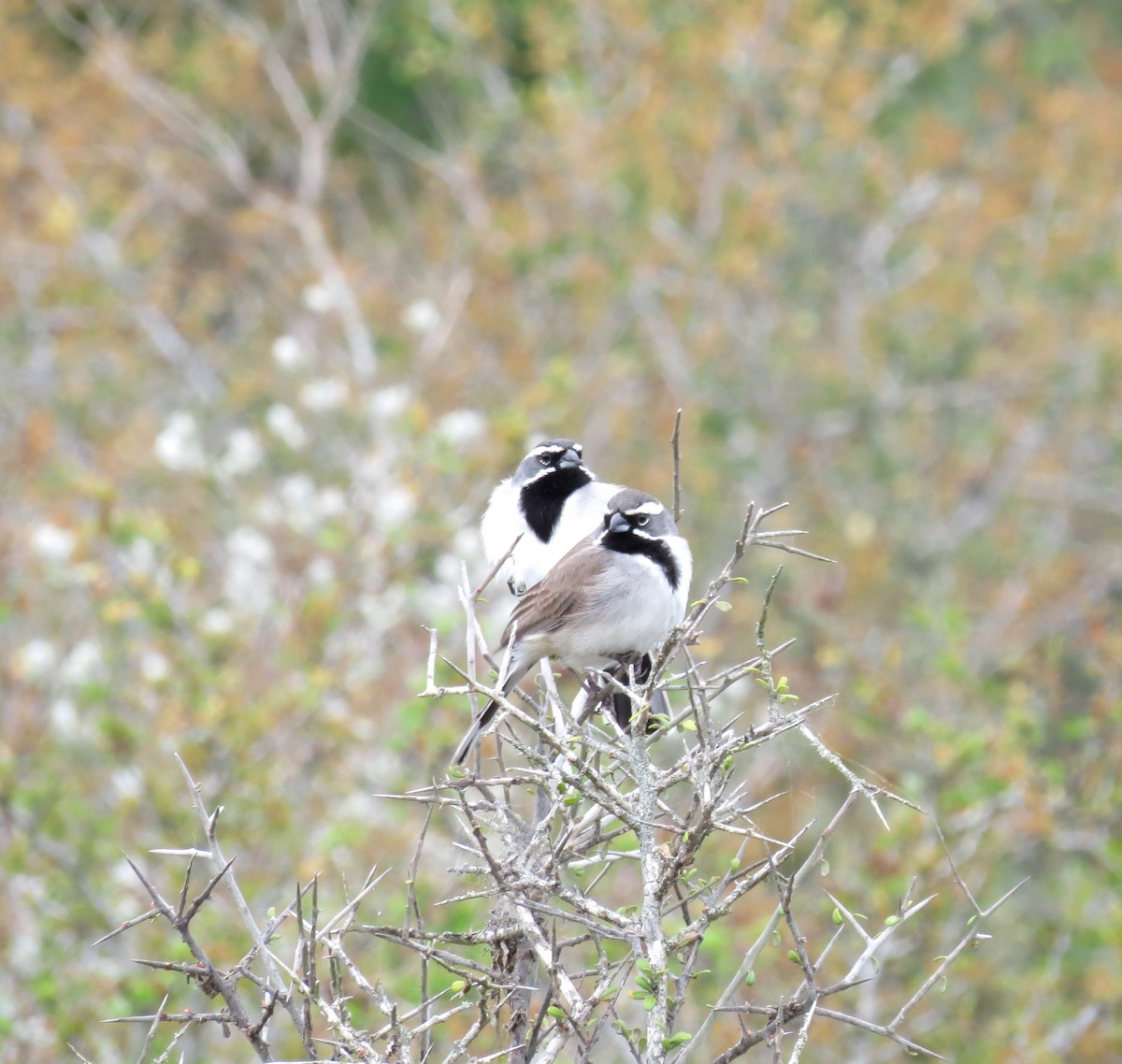 Black-throated Sparrow - ML151394701