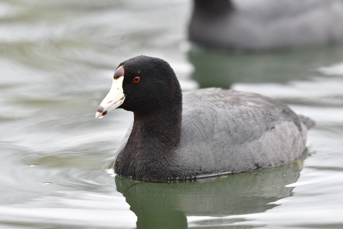 American Coot (Red-shielded) - ML151396461