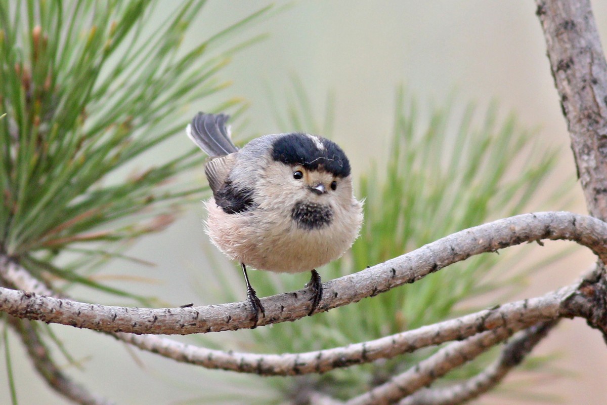 Silver-throated Tit - ML151397241