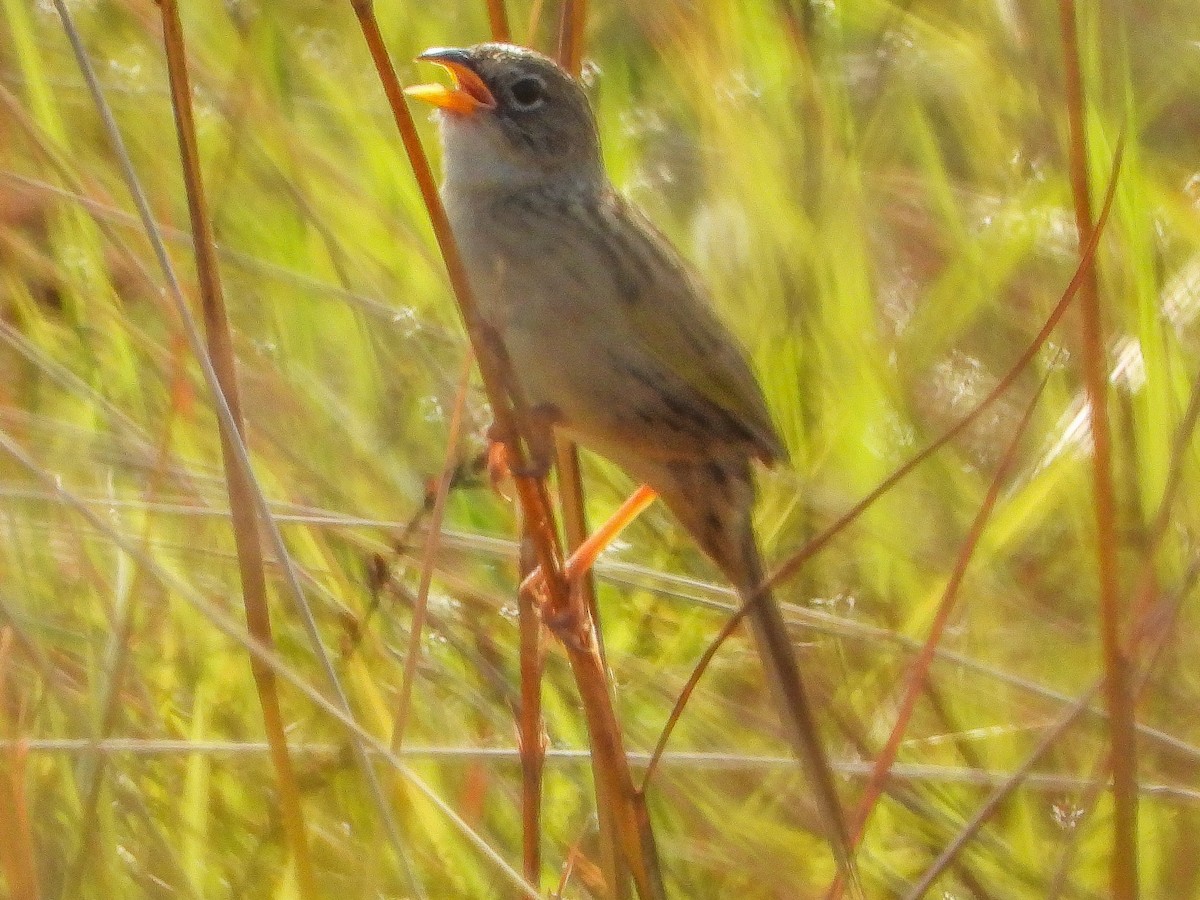 Wedge-tailed Grass-Finch - Thomas Schultz