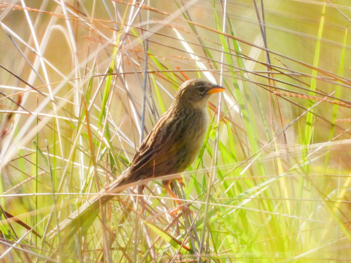 Wedge-tailed Grass-Finch - Thomas Schultz