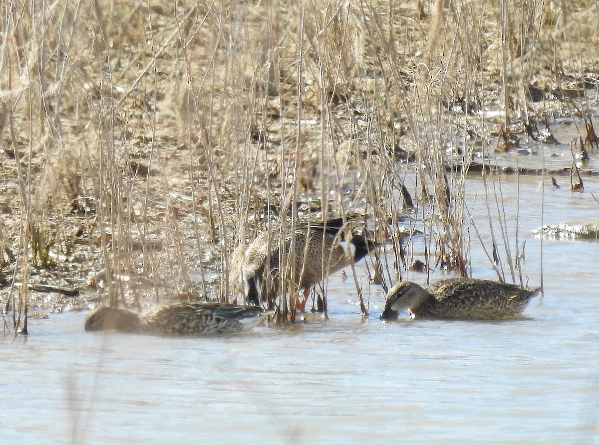 Blue-winged Teal - ML151400081