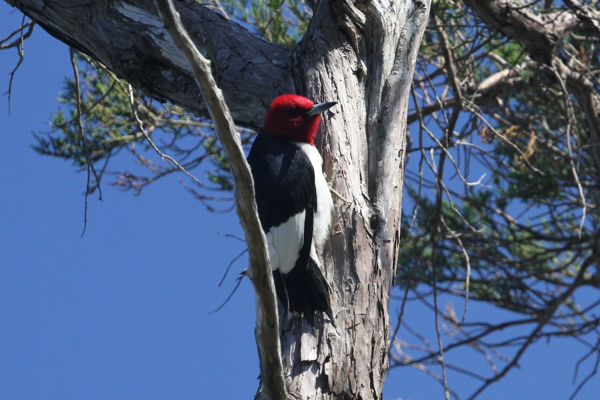 Red-headed Woodpecker - Steven Howell