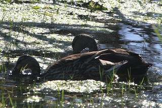 American Black Duck, ML151401461