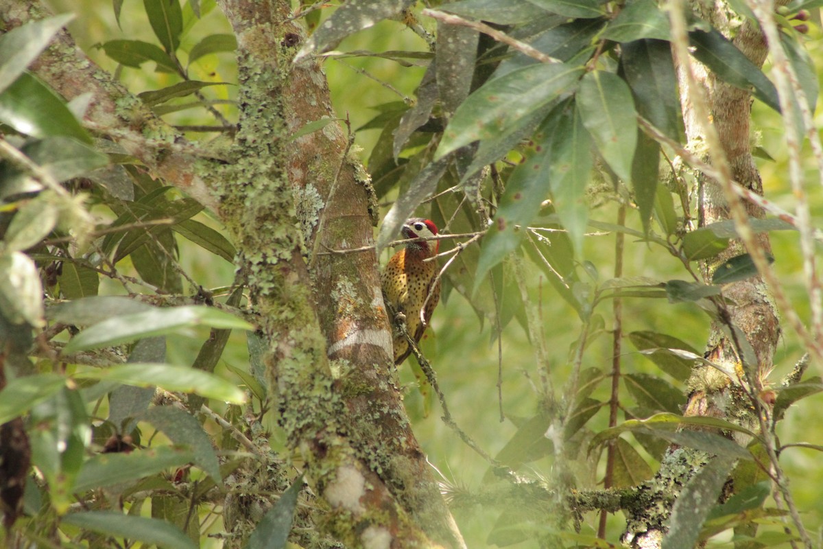 Spot-breasted Woodpecker - ML151402361