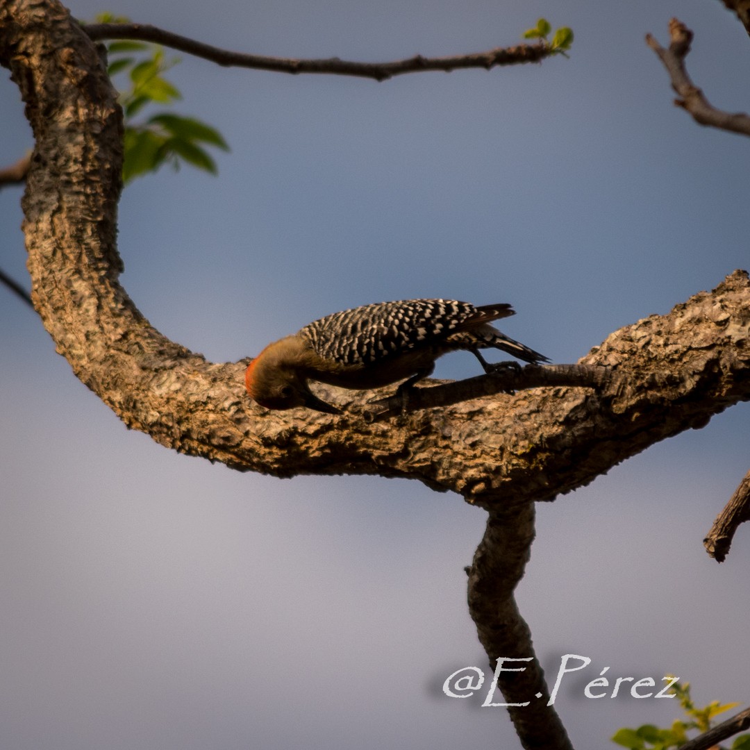 Red-crowned Woodpecker - Enrique  Pérez