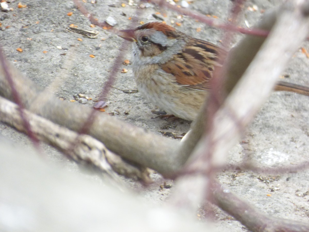 Swamp Sparrow - ML151404551