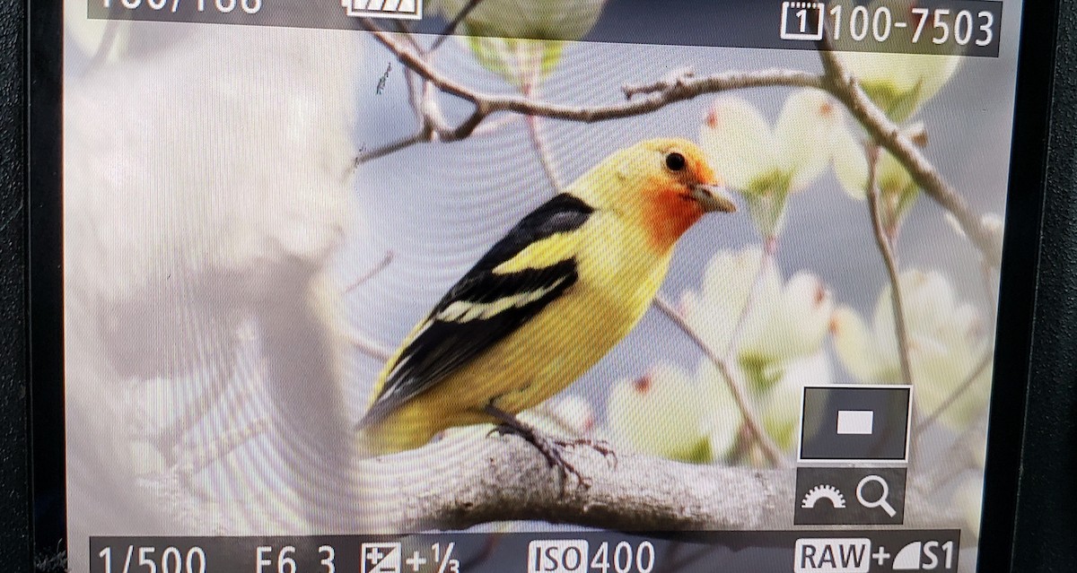 Western Tanager - ML151405471