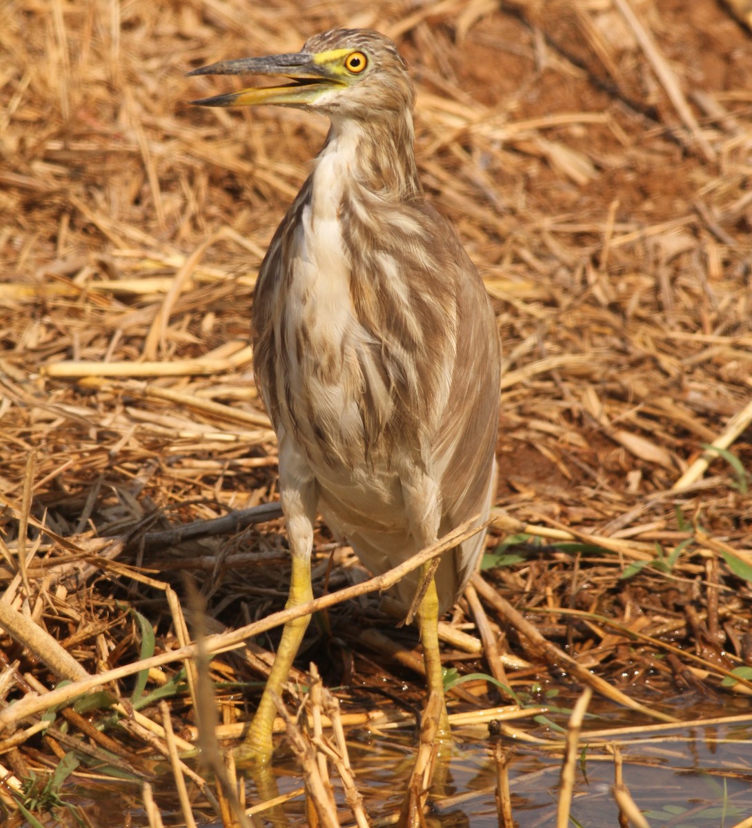 Indian Pond-Heron - Paul Bourdin