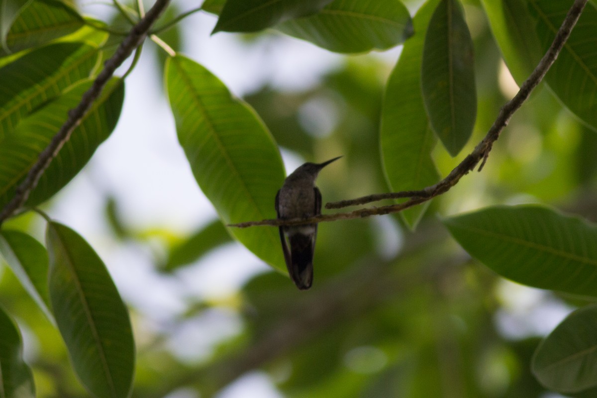 Scaly-breasted Hummingbird - ML151406371