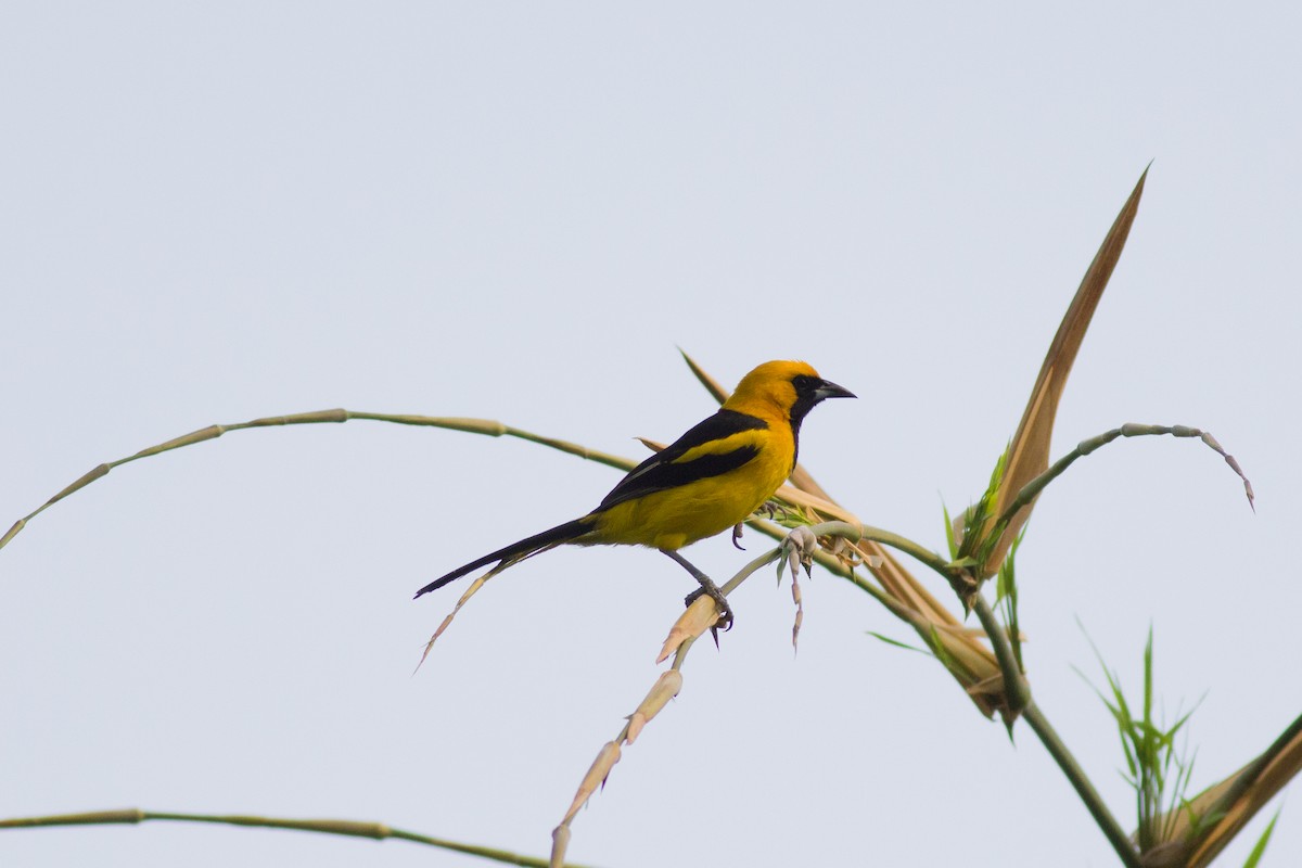 Yellow-tailed Oriole - ML151406521