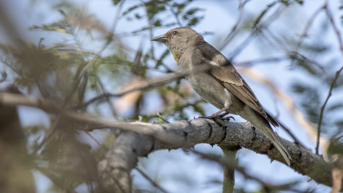 Yellow-throated Sparrow - Parmil Kumar