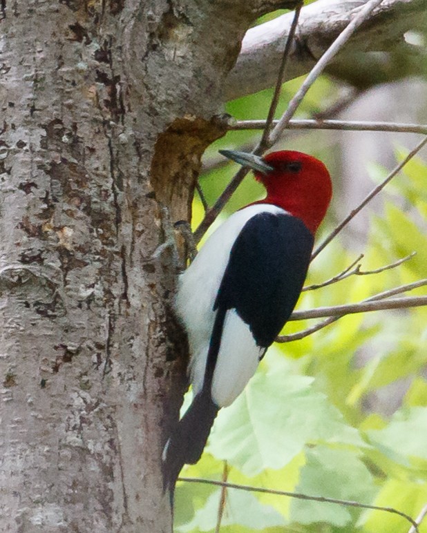 Red-headed Woodpecker - ML151407461