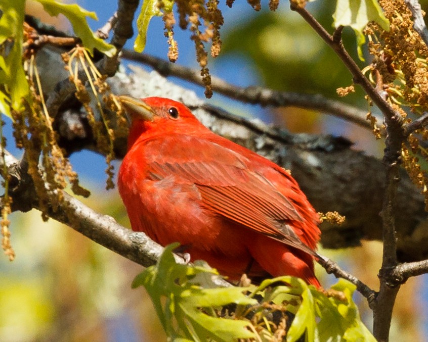 Summer Tanager - Jeff Stacey