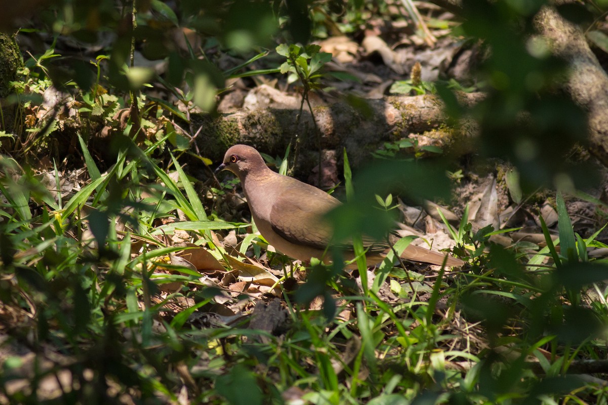 White-tipped Dove - Francis Canto Jr