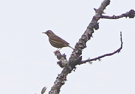 Olive-backed Pipit - Don Roberson