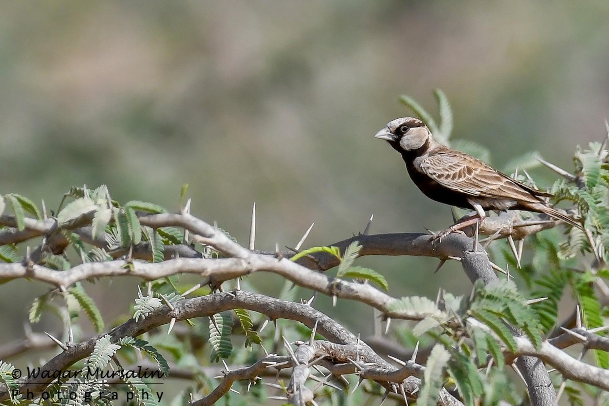 Ashy-crowned Sparrow-Lark - Waqar Mursalin