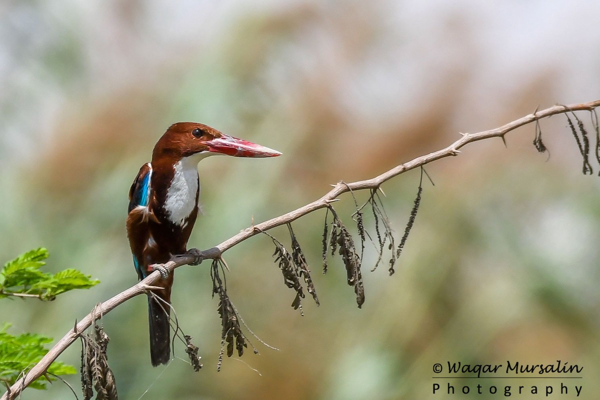 White-throated Kingfisher - Waqar Mursalin