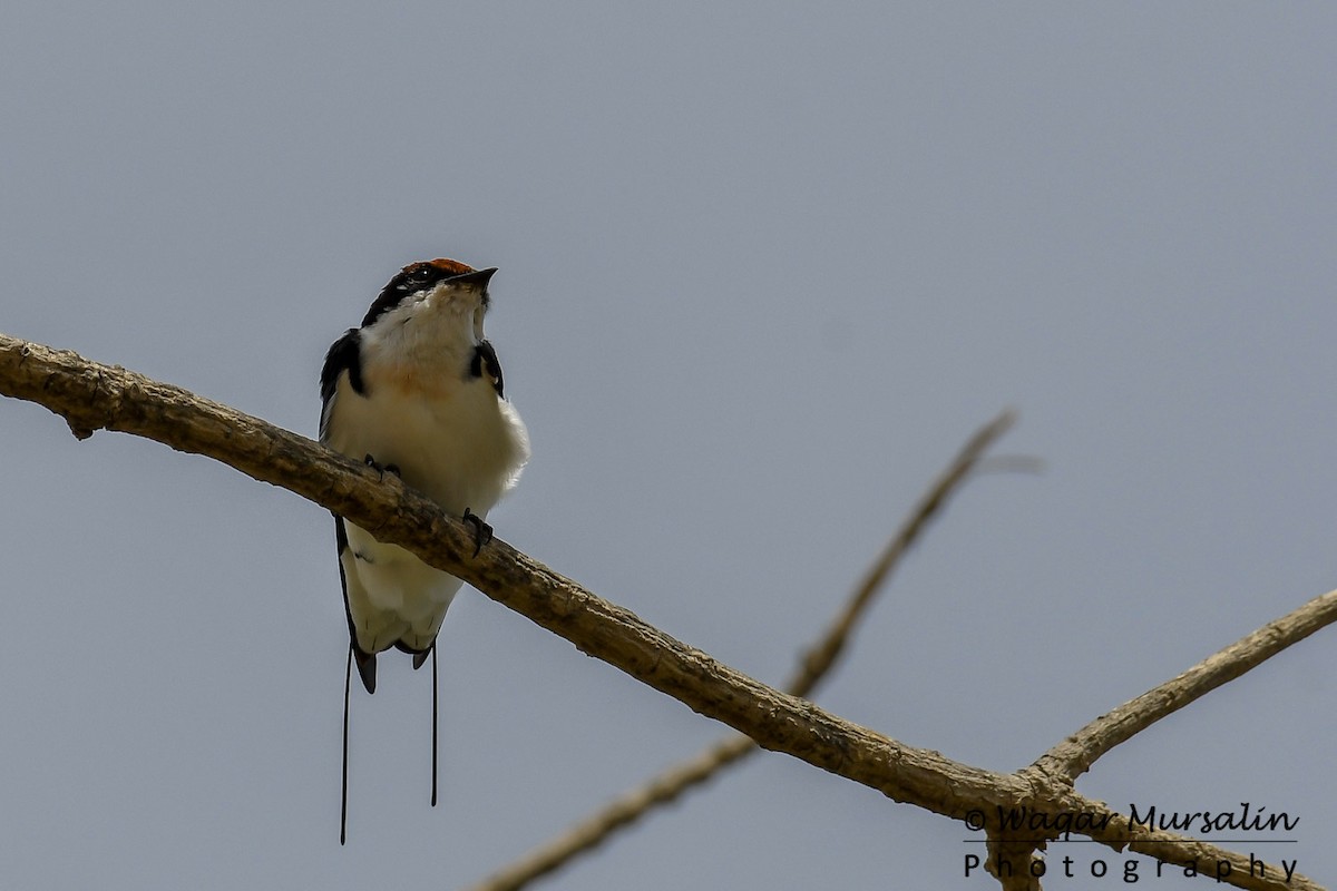 Wire-tailed Swallow - Waqar Mursalin