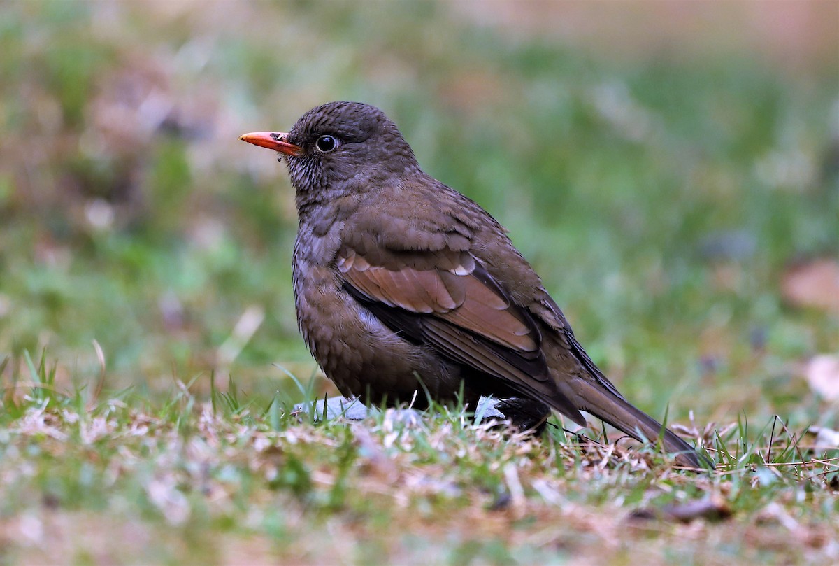 Gray-winged Blackbird - Muzaffar A Kichloo