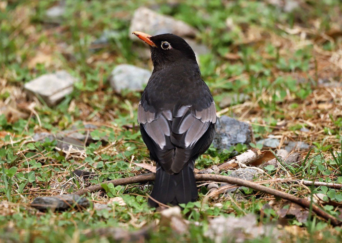 Gray-winged Blackbird - Muzaffar A Kichloo