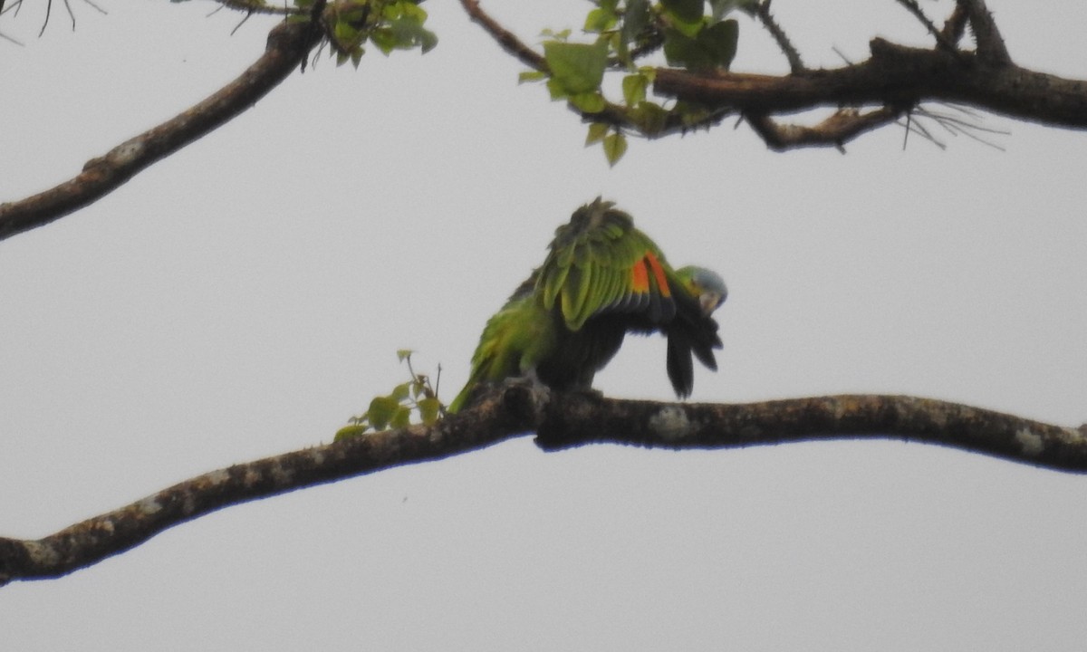 Orange-winged Parrot - grete pasch